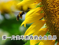���������տ� ����ʤ�յĽ�ɫ���� 