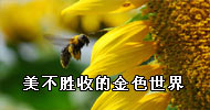 ����ʤ�յĽ�ɫ����