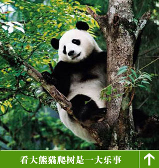 成都大熊猫基地快乐游 跟国宝玩个够