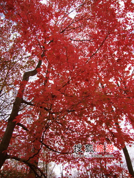 出游推荐:济南红叶谷飘丹 数树深红出浅黄