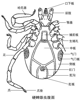 <em>吃头发的</em>虫子