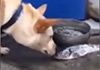 ʵ˱ӹˮȳˮ