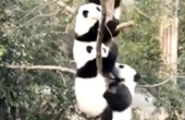 熊猫因“山洪”爬树成串