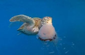 海龟吃水母罕见画面曝光
