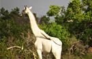 肯尼亚现纯白色长颈鹿 