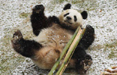 国宝大熊猫初见东北的雪