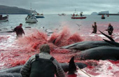 数百鲸鱼海豚遭捕杀